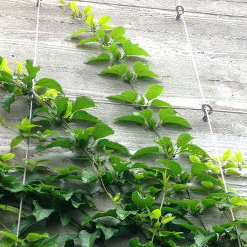 100ft Metal Wire ,1.5mm Stainless Steel Wire,Bendable Wire ,Craft Wire ,Silver Stainless Steel Wire for Picture Wire, Hanging Wire ,Garden Wire Trellis,Modeling Wire, Sculpting Wire ,Crafting Wire ,etc¡