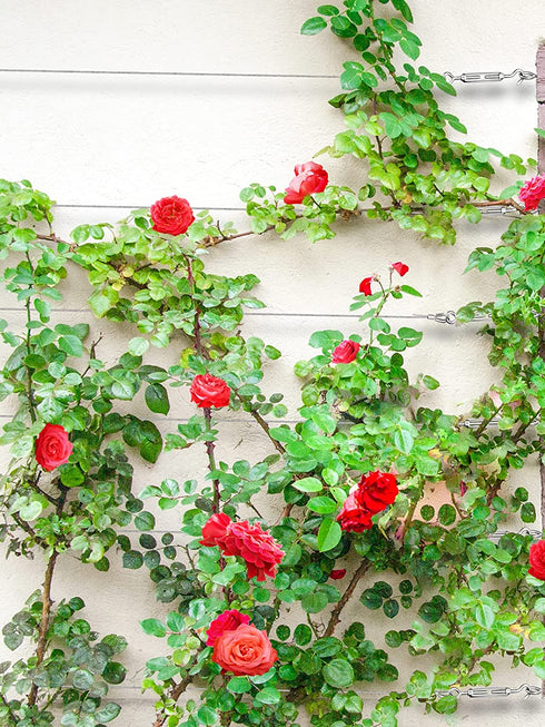 1/16" 100ft Stainless Steel Wire Rope Kit with Turnbuckle Tensioner W16